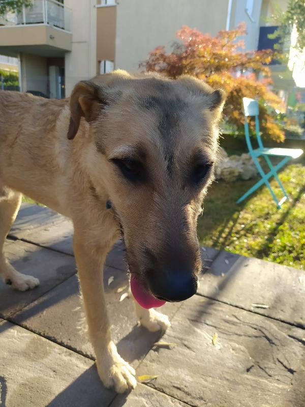 Bilbo 1 anno simil pastore cerca casa Foto 2